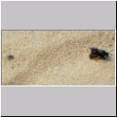 Trabantenfliege als Parasit bei Cerceris rybyensis - Knotenwespe 01.jpg